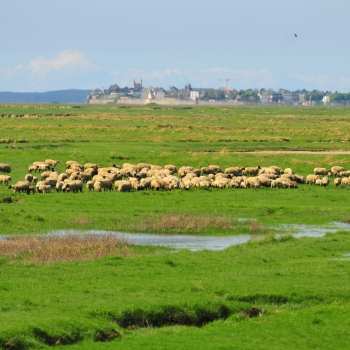 Baie de Somme